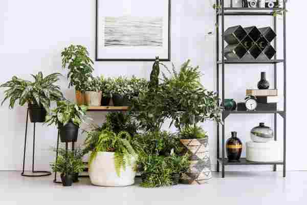 Cómo cuidar tus plantas de interior en invierno