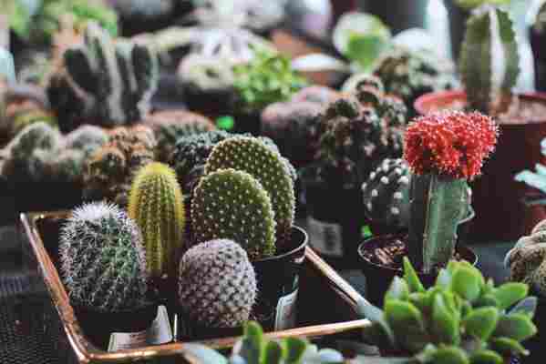 Cultivar cactus en macetas – Todo lo que necesita saber