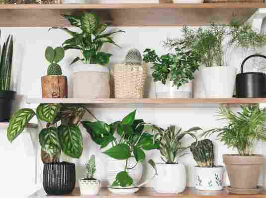 Cómo cuidar las plantas de interior sin que mueran en el intento