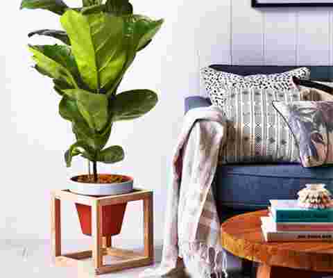 Plantas en maceta – Su guía para comprar cuidar y diseñar plantas de interior