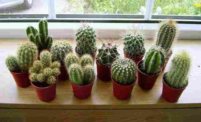 Cactus de interior – Cómo cuidarlos y decorar con ellos nuestro hogar
